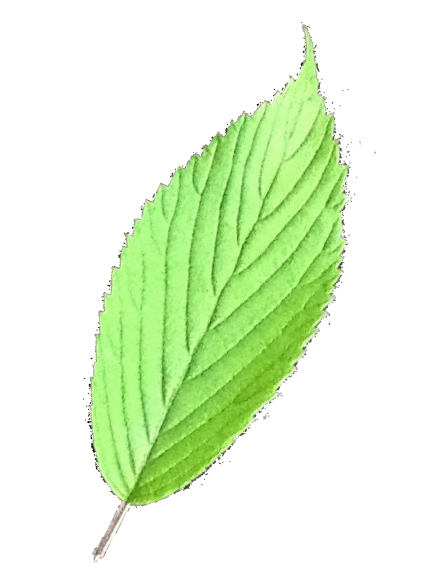 leaf